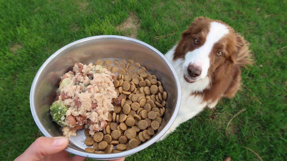 Makanan Sehat untuk Anjing